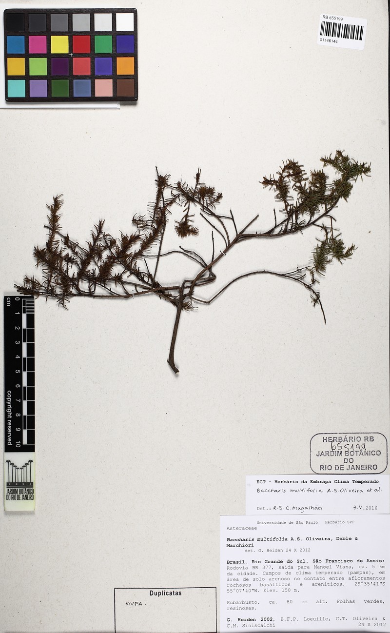 Baccharis multifolia