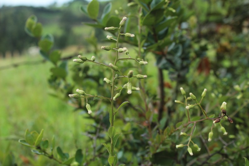 Baccharis mutisiana