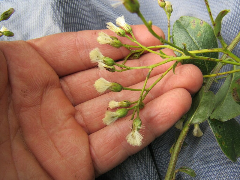 Baccharis mutisiana photo 2