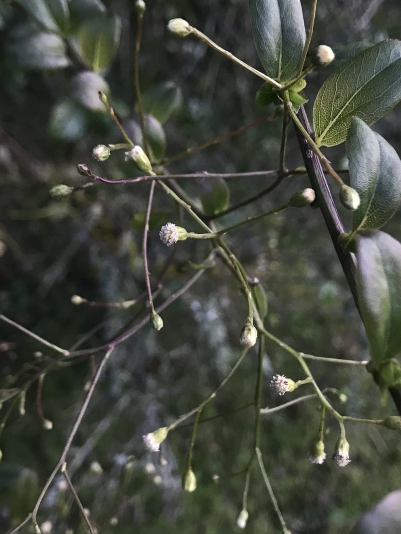 Baccharis mutisiana photo 3