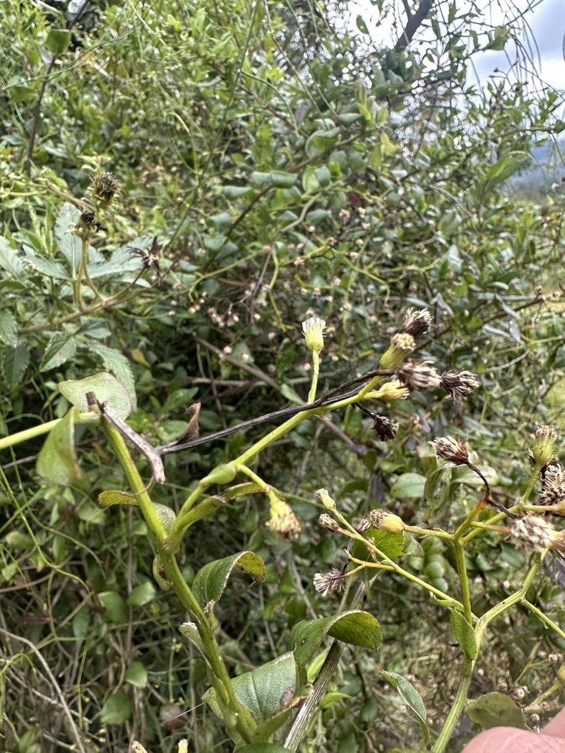Baccharis mutisiana photo 4