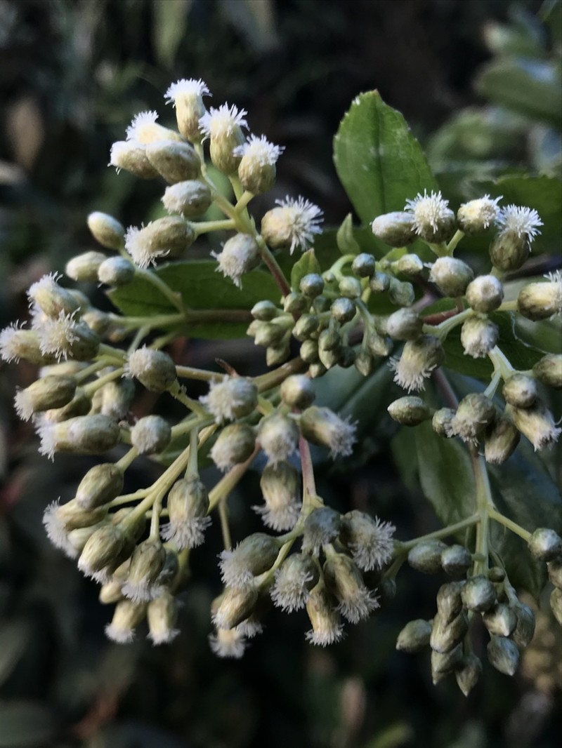 Baccharis mutisiana photo 5