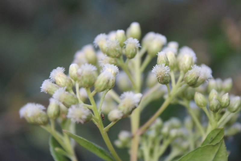 Baccharis mutisiana photo 6