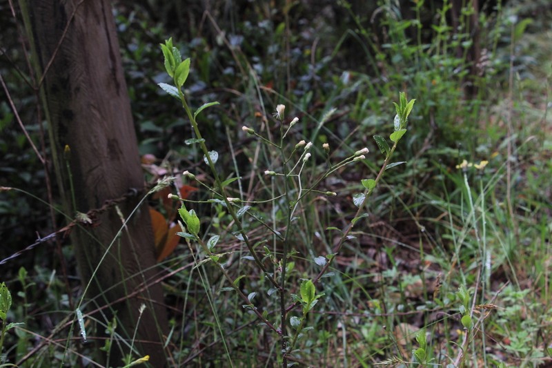 Baccharis mutisiana photo 7