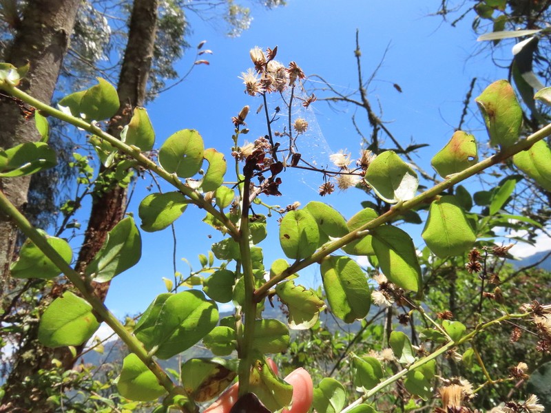 Baccharis mutisiana photo 8