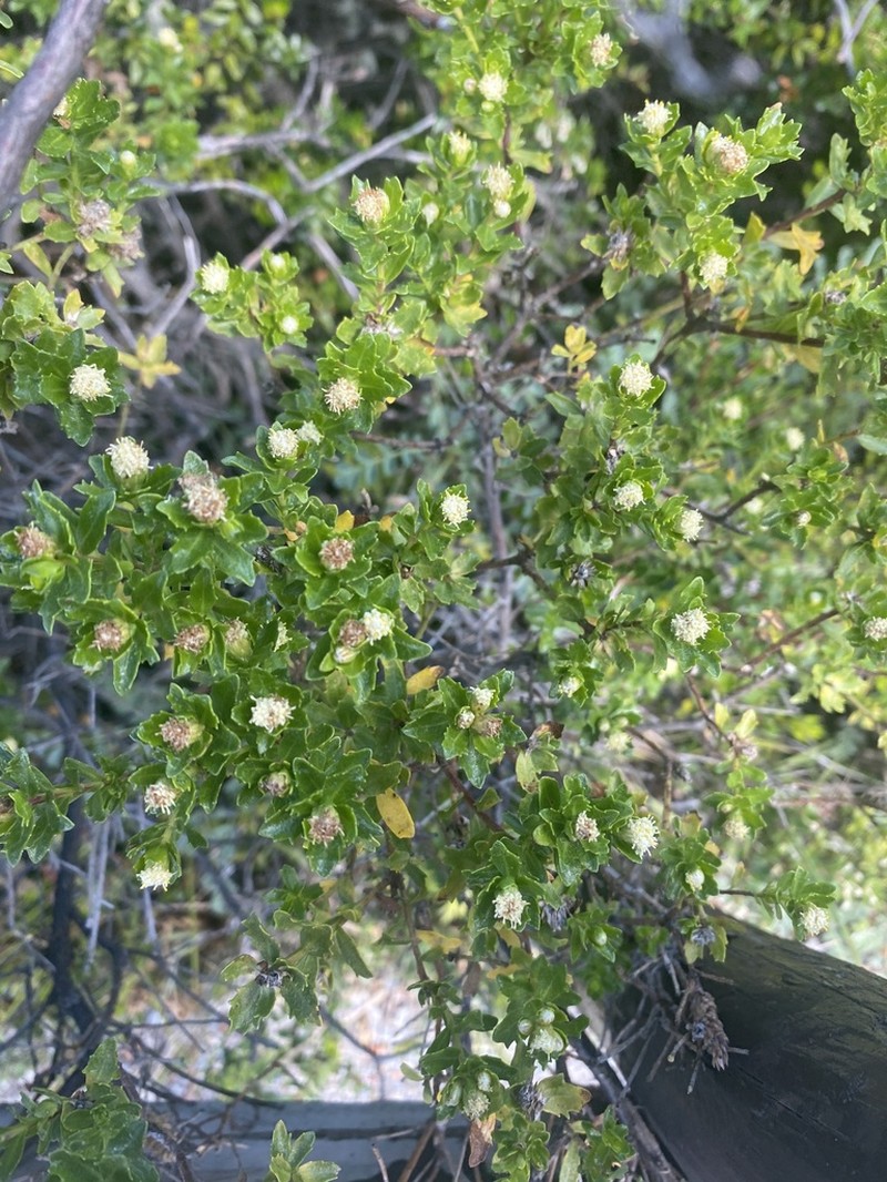 Baccharis mylodontis photo 2