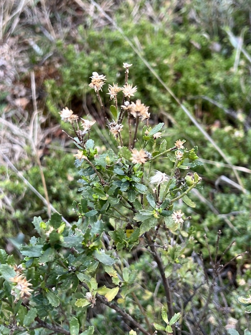 Baccharis mylodontis photo 3