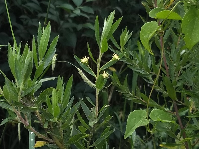 Baccharis myricifolia photo 3