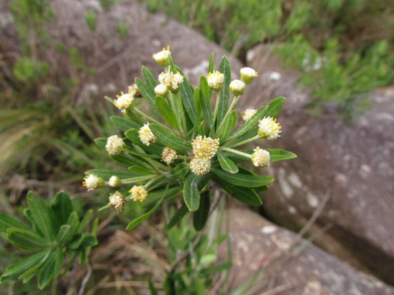 Baccharis myricifolia photo 4