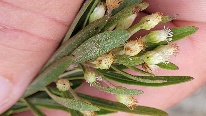 Baccharis myricifolia photo 5