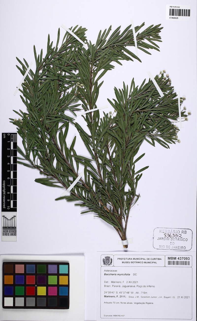 Baccharis myricifolia photo 6