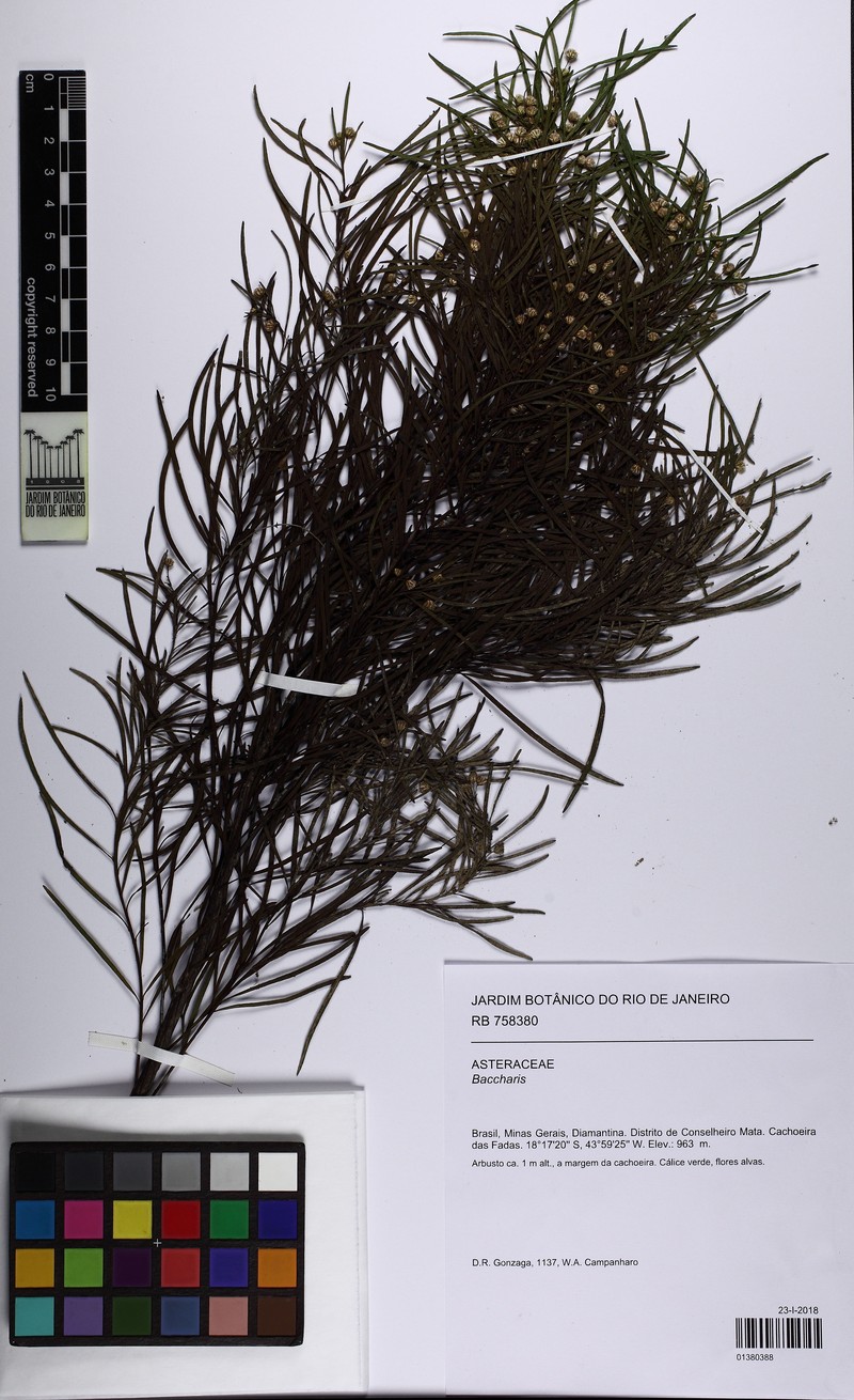 Baccharis myricifolia photo 7