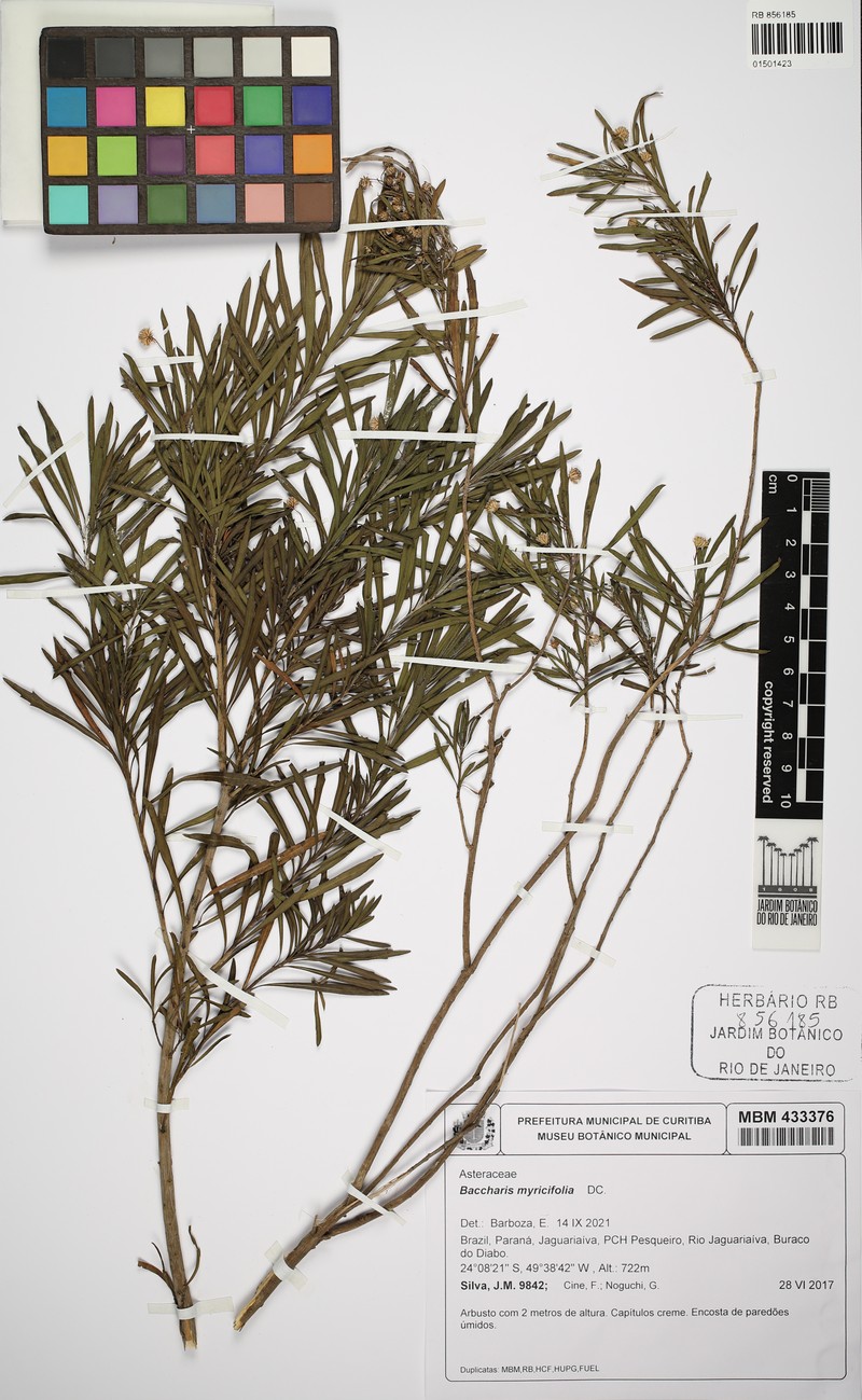 Baccharis myricifolia photo 8