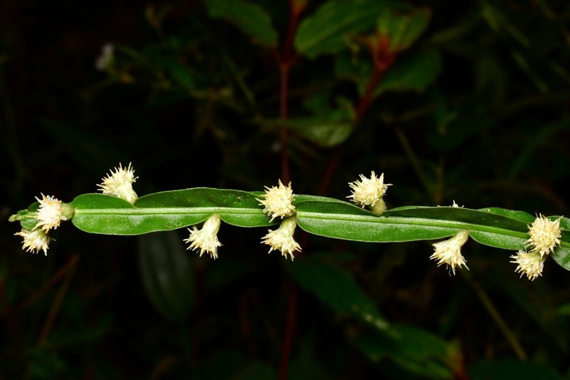 Baccharis myriocephala