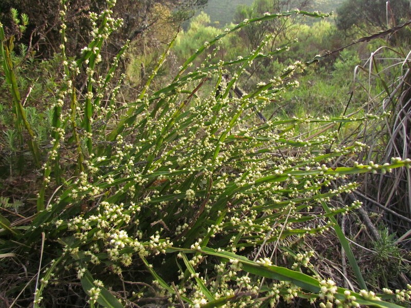 Baccharis myriocephala photo 2