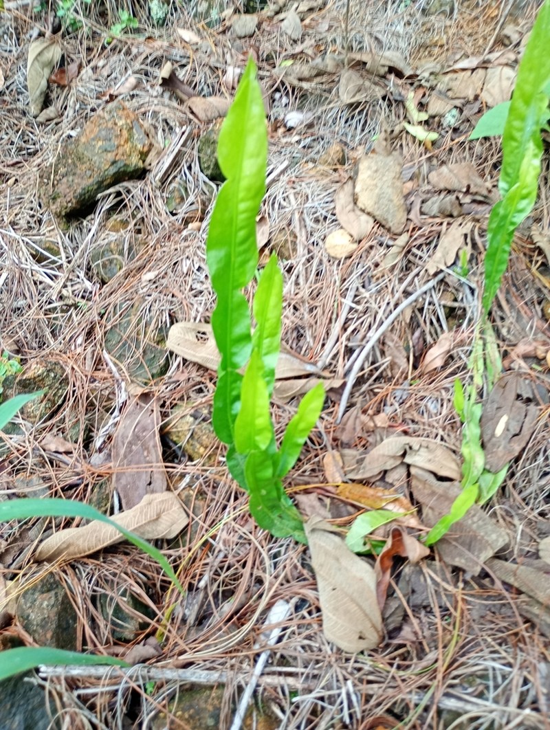 Baccharis myriocephala photo 3