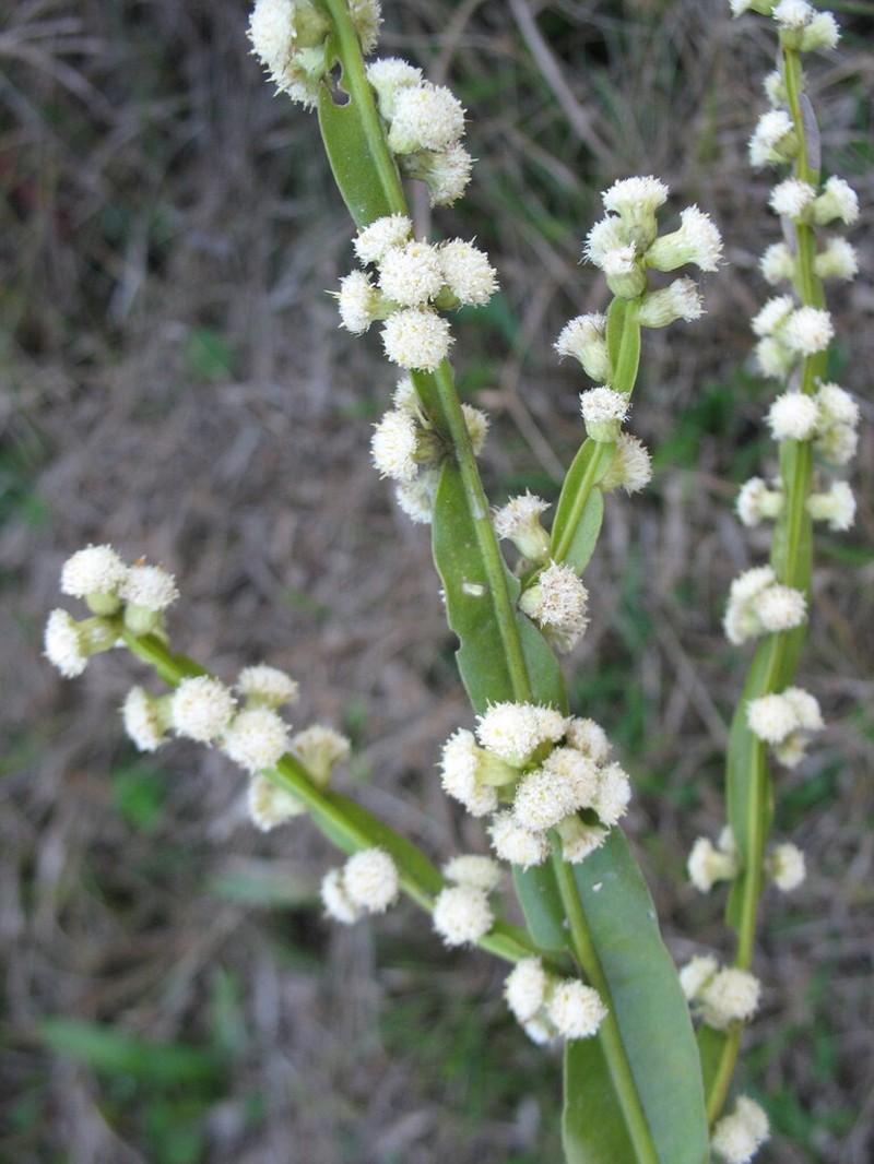 Baccharis myriocephala photo 4