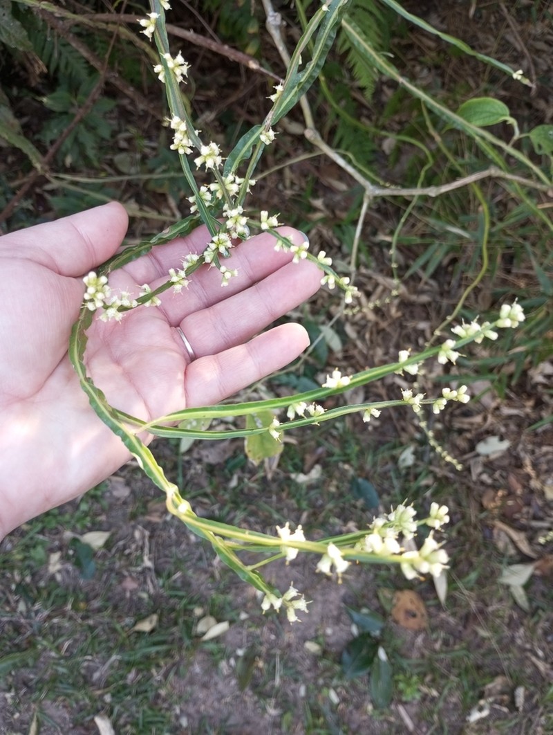Baccharis myriocephala photo 5