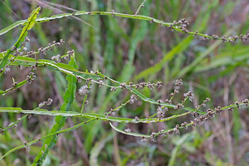 Baccharis myriocephala photo 6