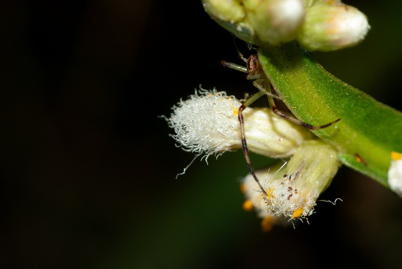 Baccharis myriocephala photo 7
