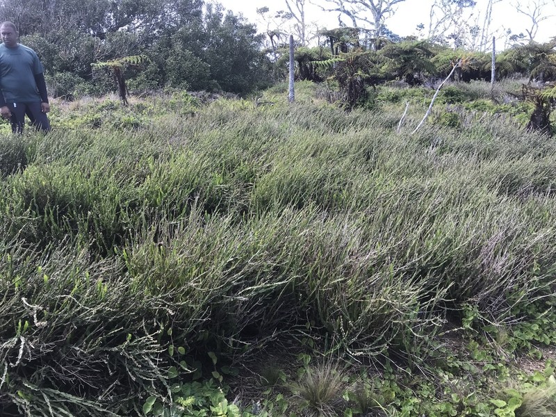 Baccharis myriocephala photo 8