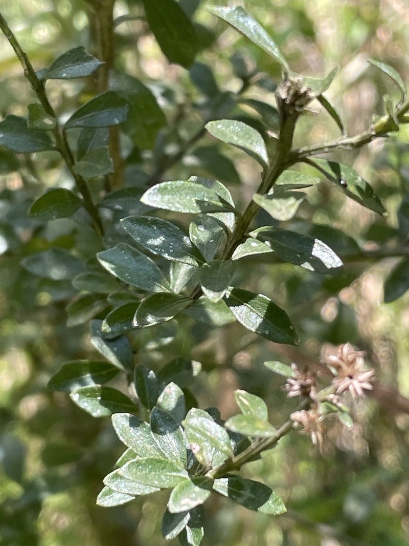 Santo Domingo False Willow