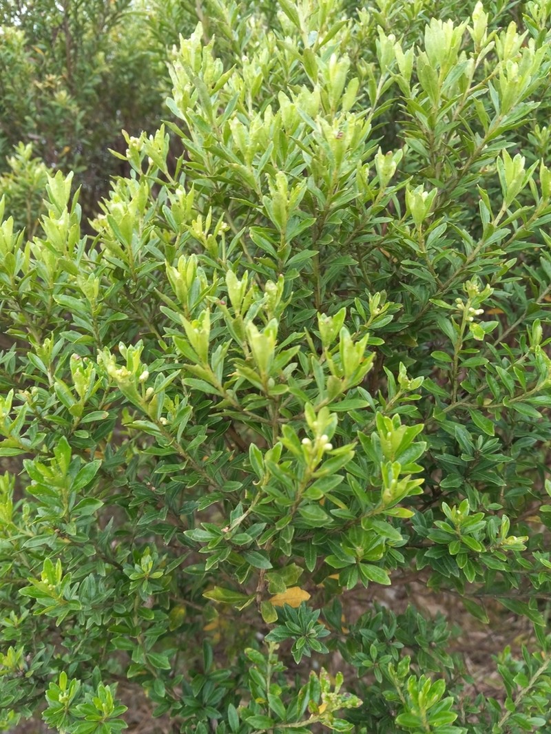 Santo Domingo False Willow photo 4
