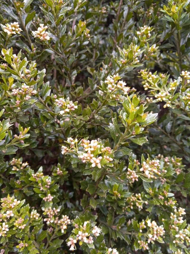 Santo Domingo False Willow photo 5