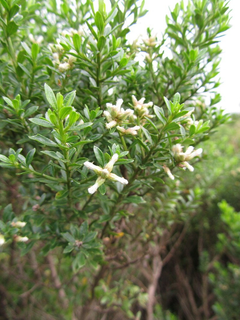 Santo Domingo False Willow photo 8