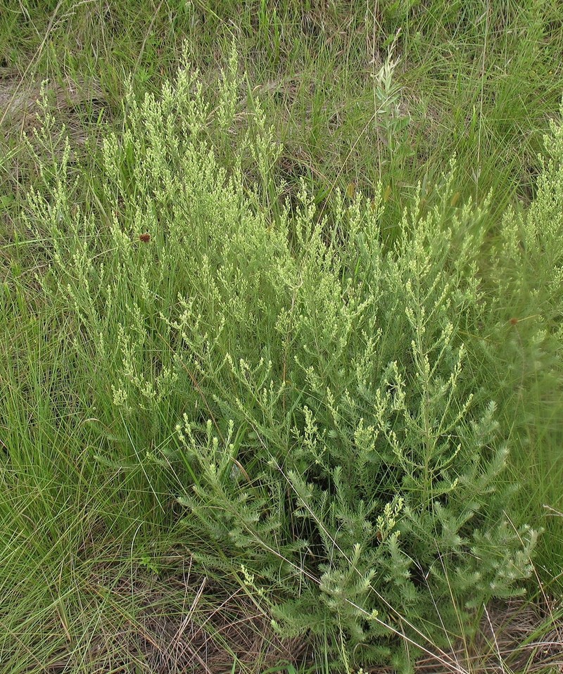 Baccharis napaea