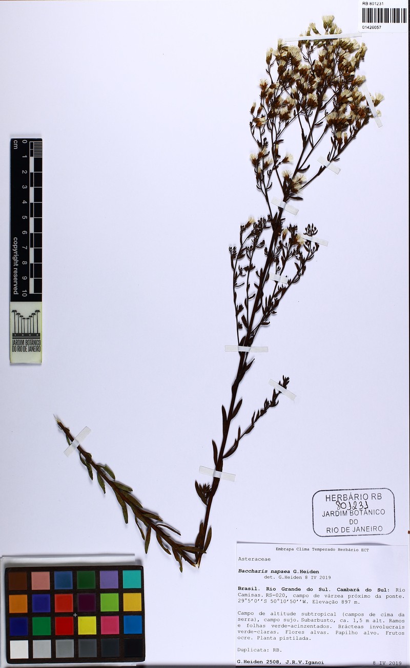 Baccharis napaea photo 2