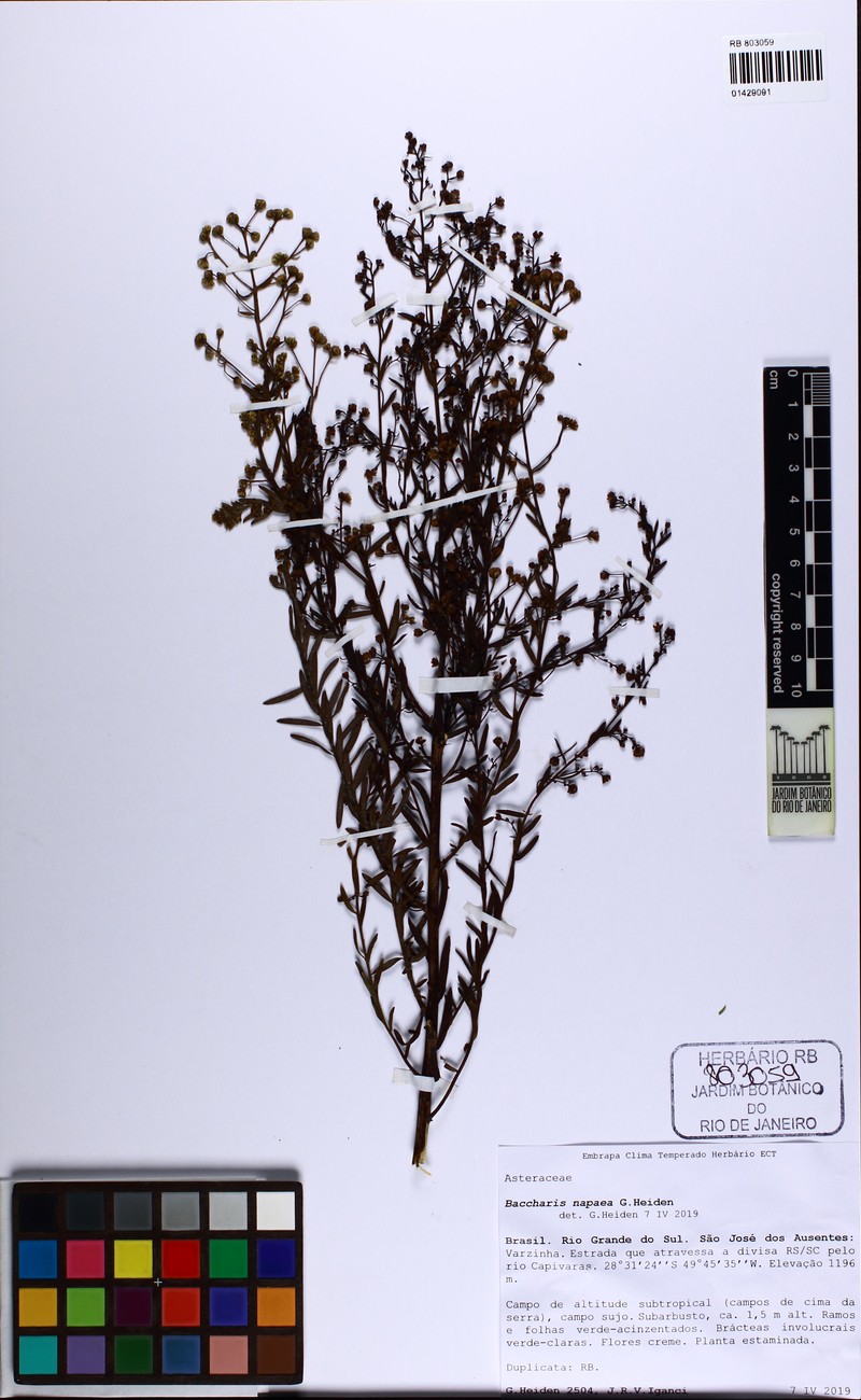 Baccharis napaea photo 3
