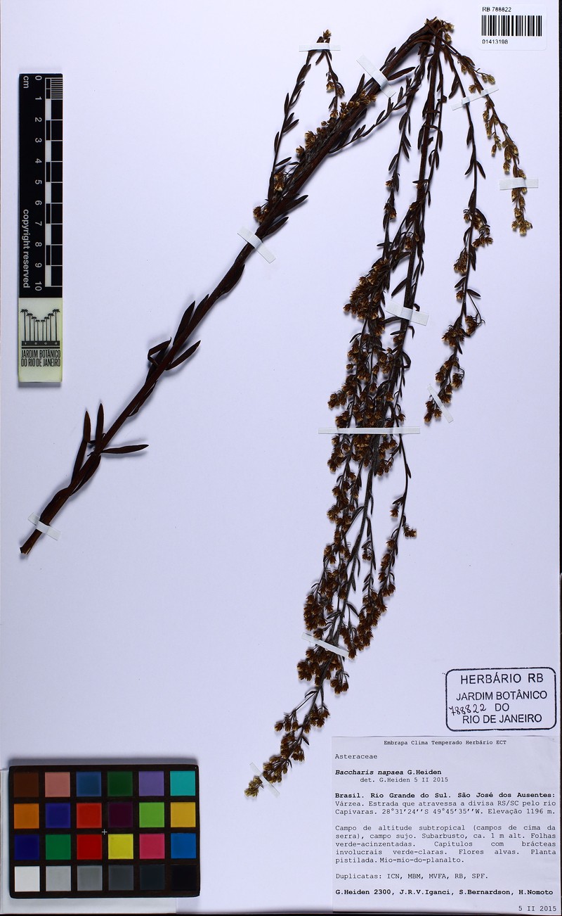Baccharis napaea photo 4