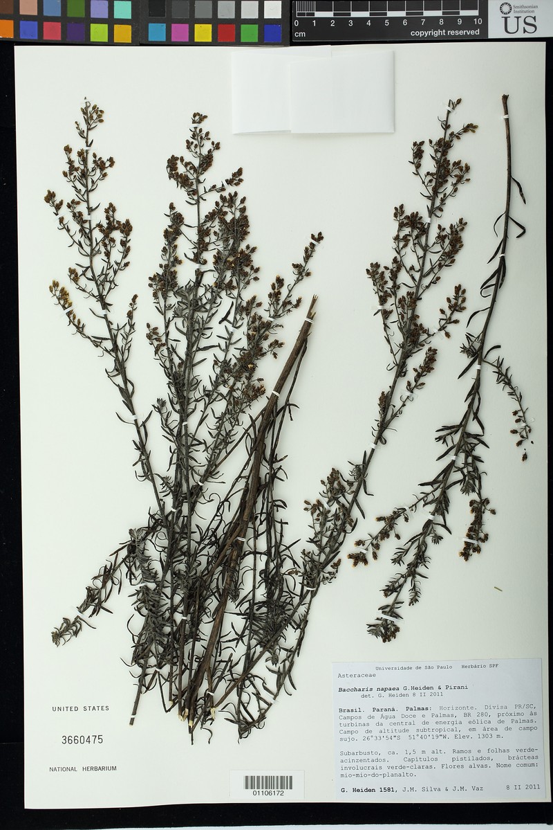 Baccharis napaea photo 5