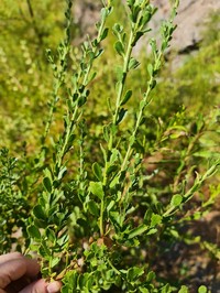 Baccharis neaei
