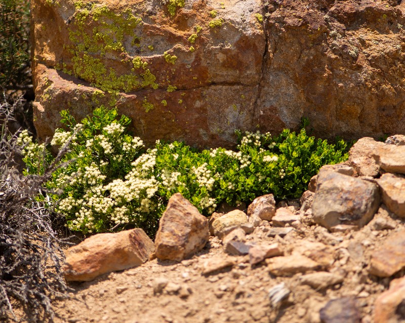 Baccharis neaei photo 2