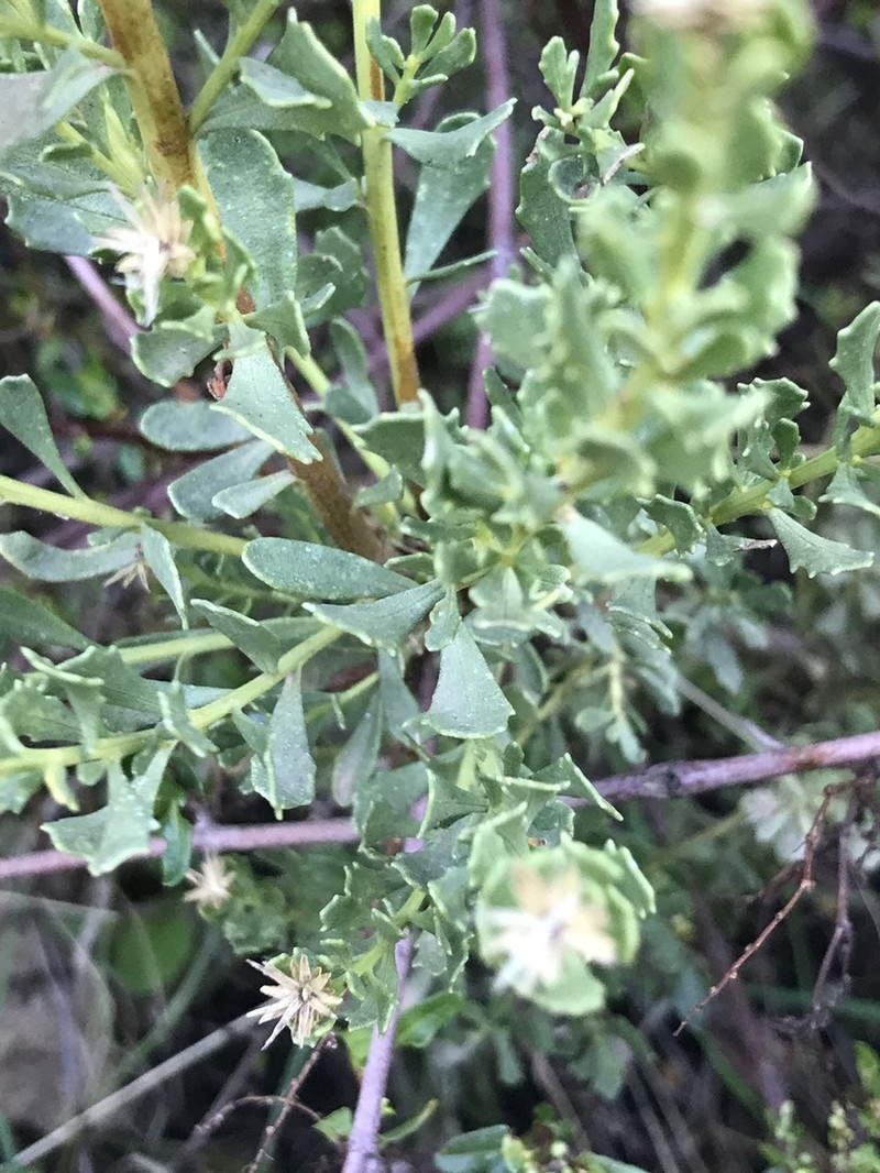 Baccharis neaei photo 3