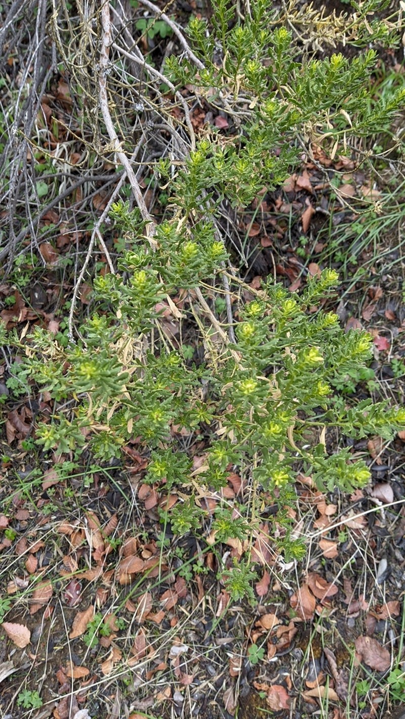 Baccharis neaei photo 4