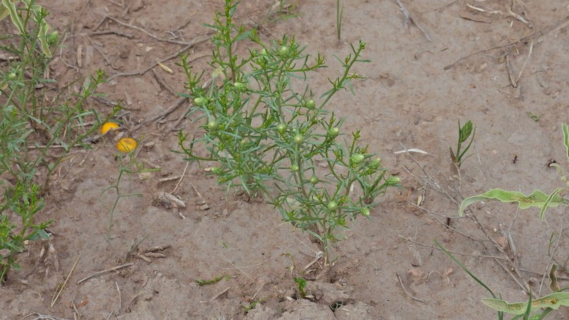 Baccharis neaei photo 5