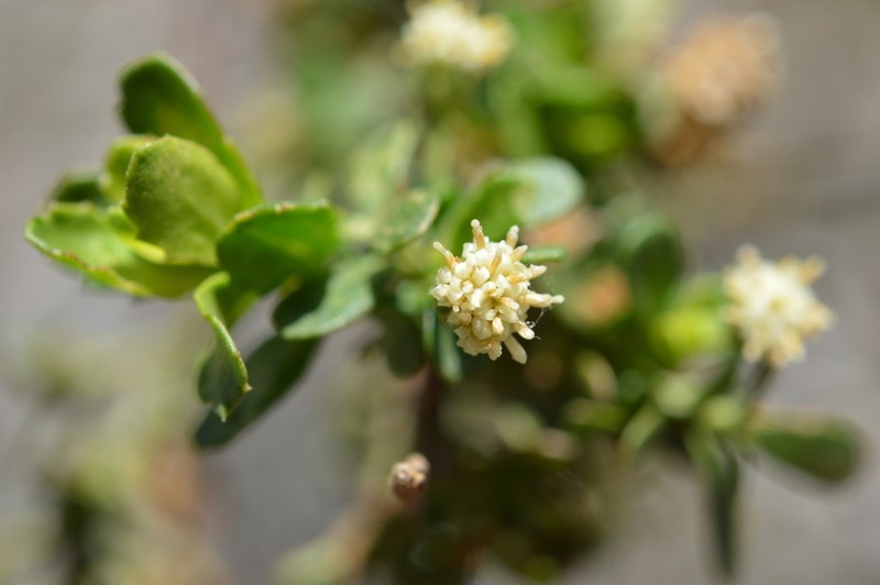Baccharis neaei photo 6