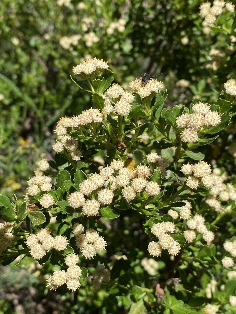 Baccharis neaei photo 7