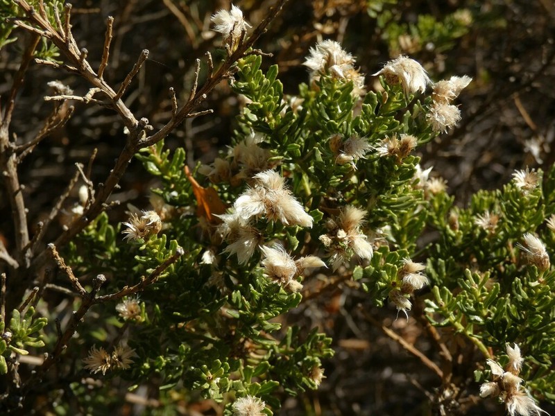 Baccharis neaei photo 8