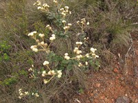 Baccharis nebularis