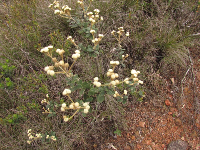 Baccharis nebularis photo 2