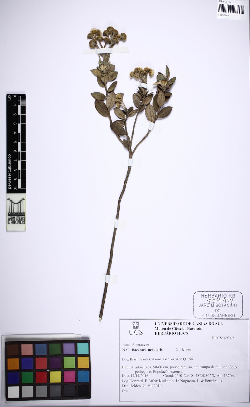 Baccharis nebularis photo 3