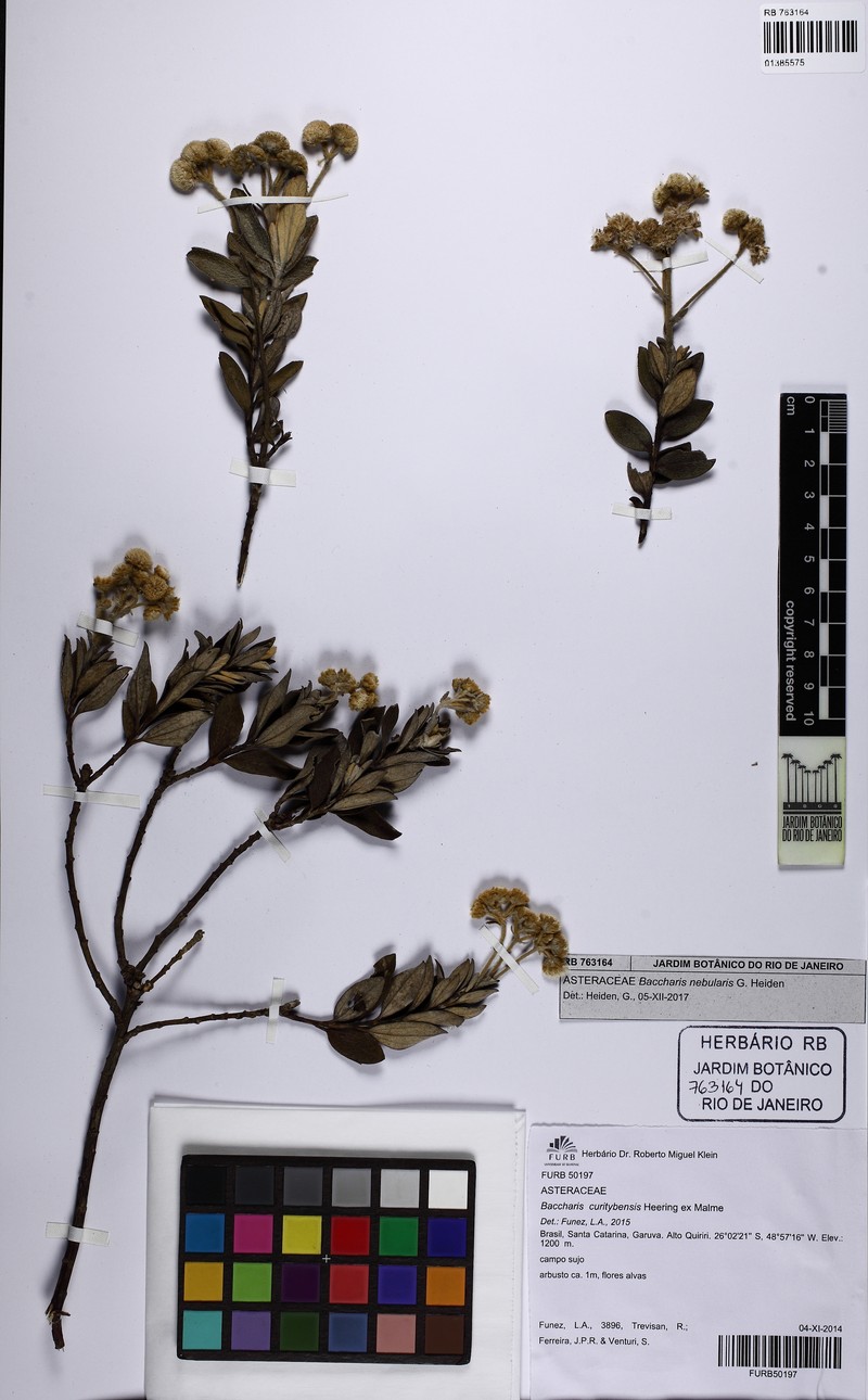 Baccharis nebularis photo 4
