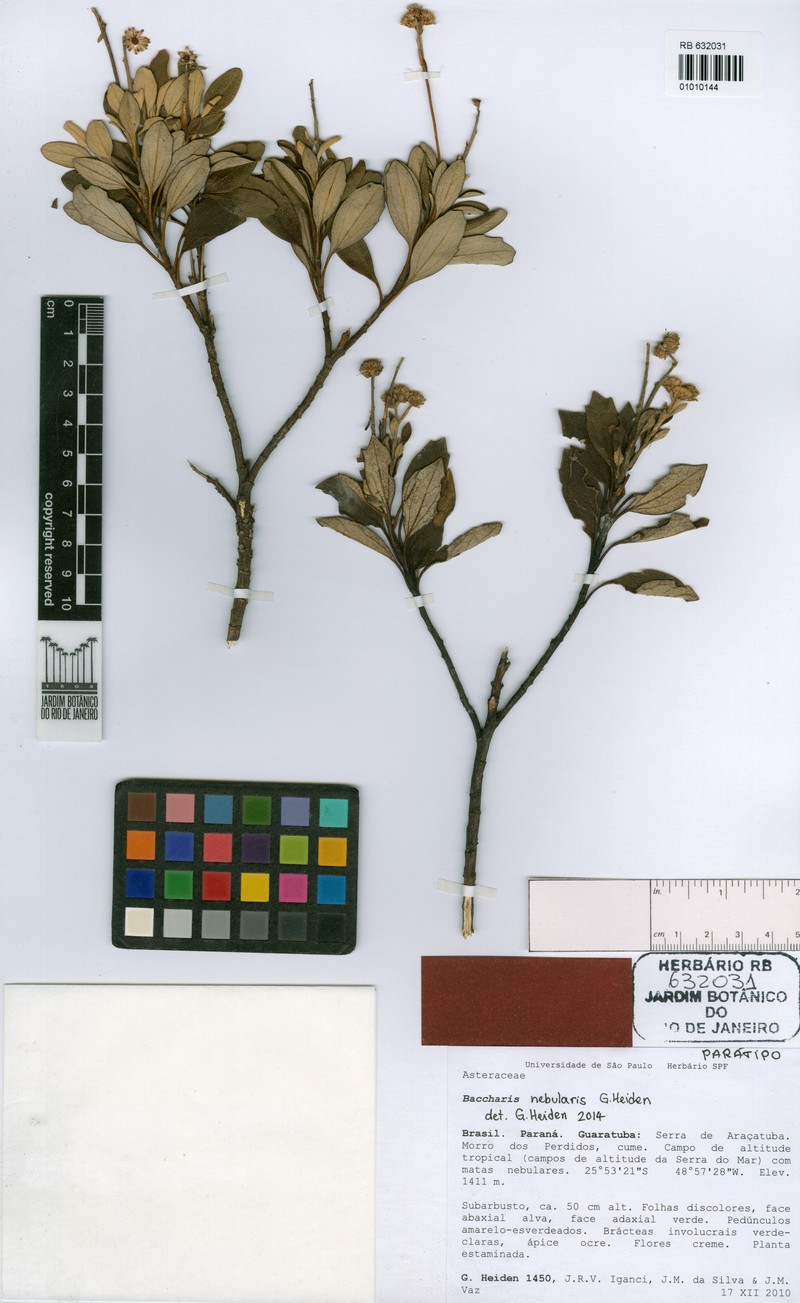 Baccharis nebularis photo 5
