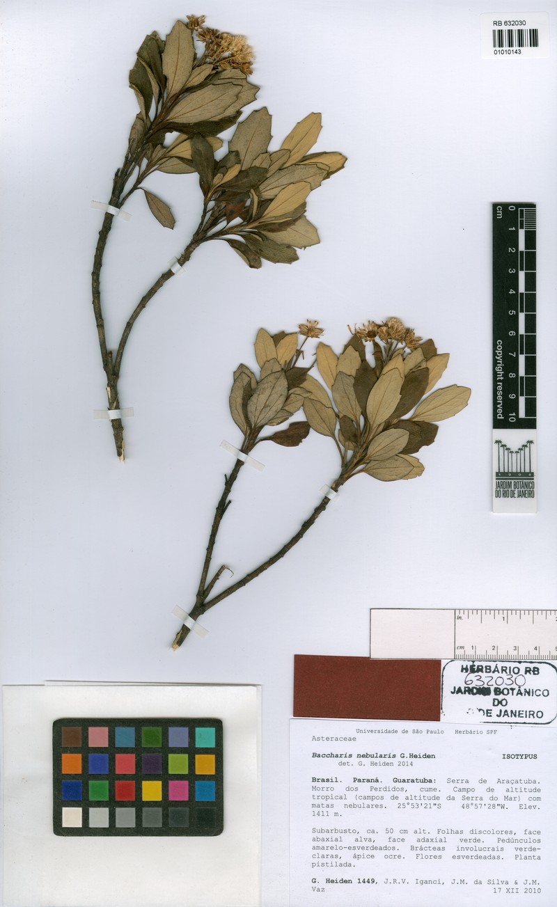 Baccharis nebularis photo 6