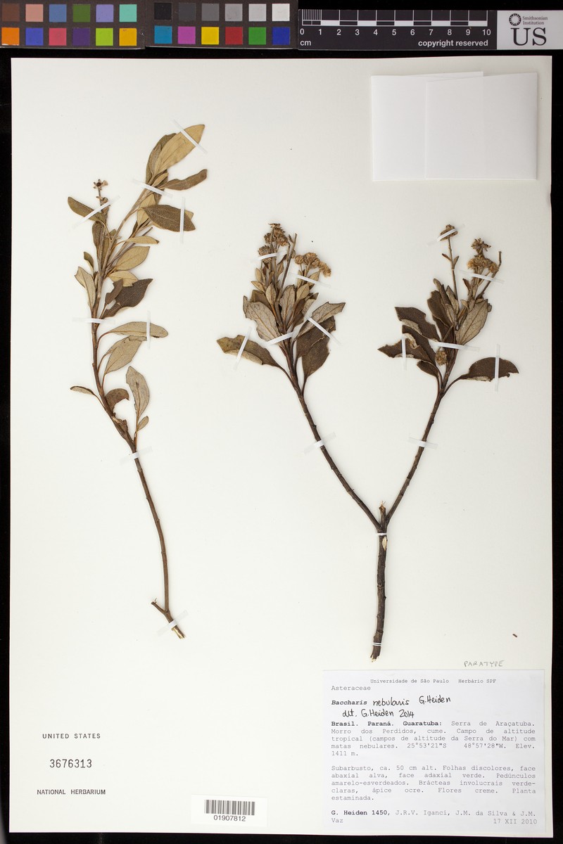Baccharis nebularis photo 7