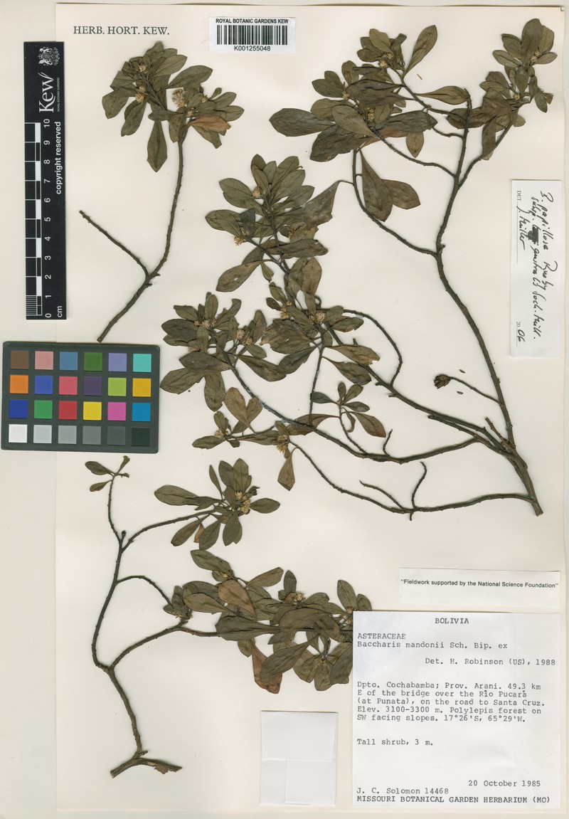 Baccharis neoaustralis
